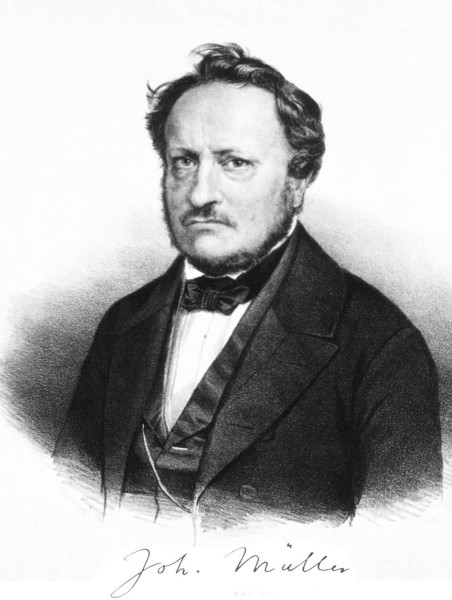 Johannes Muller